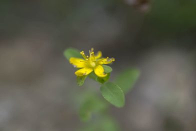 Notre-Dame-des-Landes lors des sorties des Naturalistes en lutte